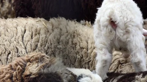 Sheep and lamb on the farm Stock Footage 238504407