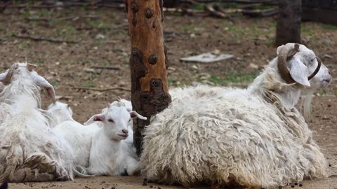 Sheep and lamb on a farm Video stock 241171848