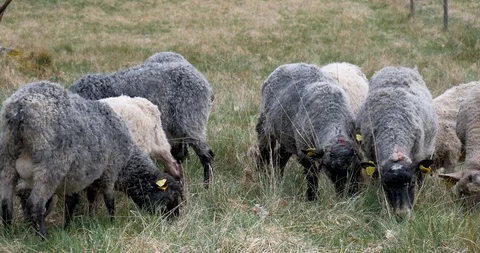Sheep and lamb on the field Stock Footage 129634442