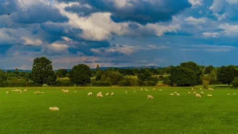 Sheep and lamb in the field Stock Footage 137612768