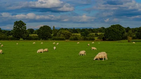 Sheep and lamb in the field Stock Footage 138169928