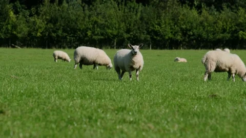 Sheep and lamb in the field Stock Footage 138536046