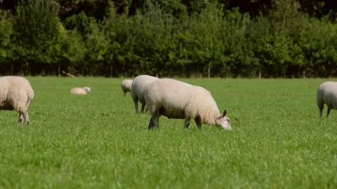 Sheep and lamb in the field Stock Footage 138536151