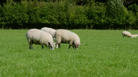 Sheep and lamb in the field Stock Footage 138536174