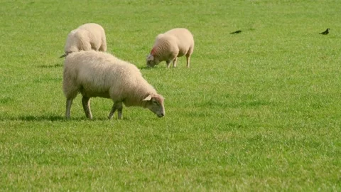Sheep and lamb in the field Stock Footage 138988625