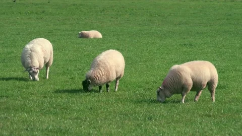 Sheep and lamb in the field Stock Footage 138988661