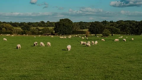 Sheep and lamb in the field Stock Footage 139017034