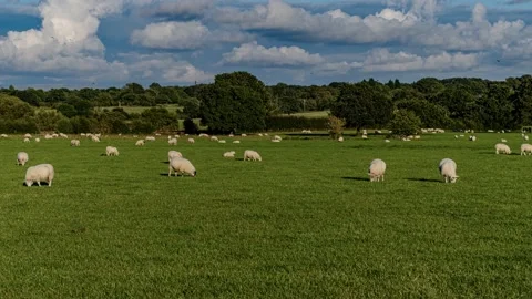 Sheep and lamb in the field Stock Footage 139072501