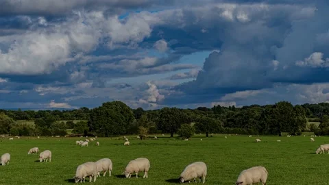 Sheep and lamb in the field Stock Footage 139072867