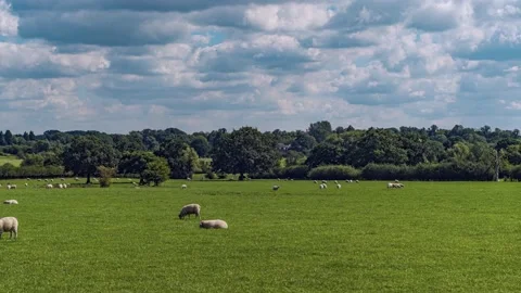 Sheep and lamb in the field Stock Footage 139073135