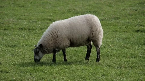 Sheep and lamb in the field Stock Footage 139425208