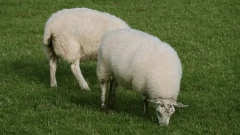 Sheep and lamb in the field Stock Footage 139425571