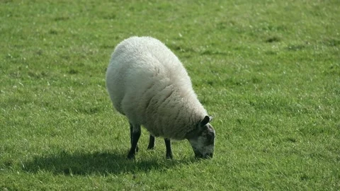 Sheep and lamb in the field Stock Footage 139425963