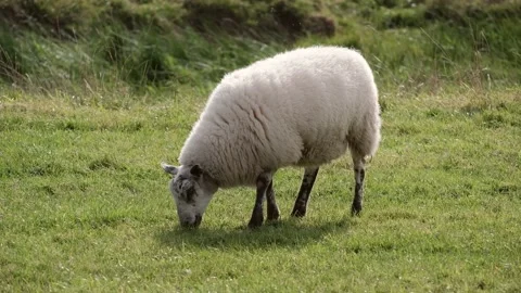 Sheep and lamb in the field Stock Footage 139425987