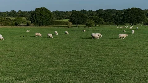 Sheep and lamb in the field Stock Footage 139656211