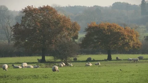 Sheep and lamb in the field Stock Footage 142796817