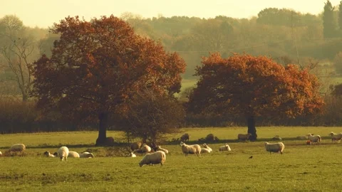 Sheep and lamb in the field Stock Footage 142796946