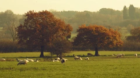 Sheep and lamb in the field Stock Footage 142796972