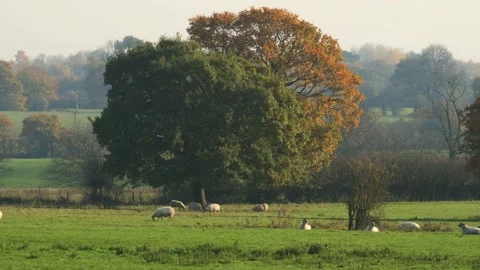 Sheep and lamb in the field Stock Footage 142796988