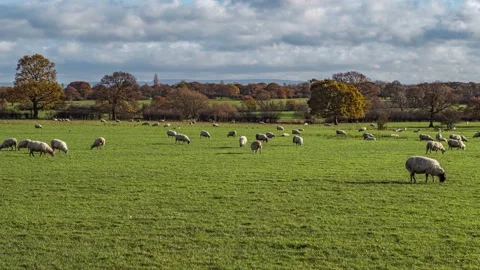 Sheep and lamb in the field Stock Footage 143204093