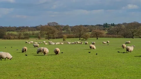Sheep and lamb in the field Stock Footage 150462287