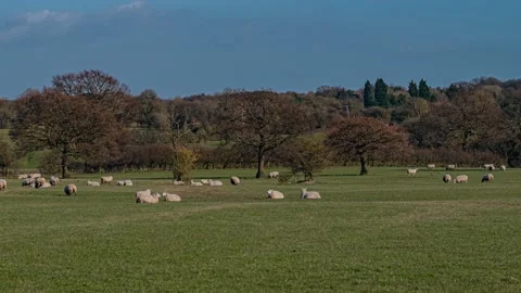 Sheep and lamb in the field Stock Footage 150554801