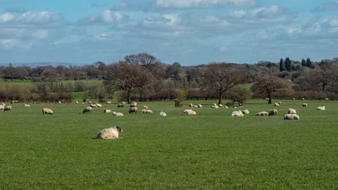 Sheep and lamb in the field Stock Footage 151004388