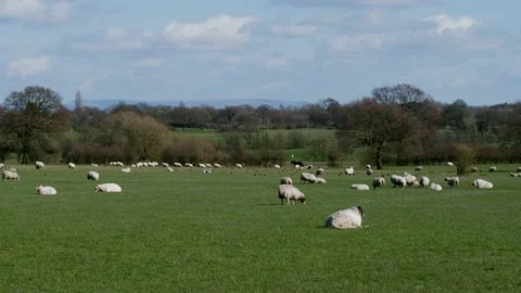 Sheep and lamb in the field Stock Footage 151020516