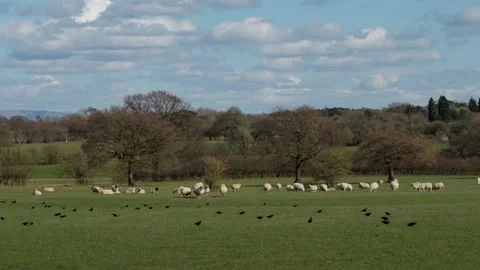 Sheep and lamb in the field Stock Footage 151099068