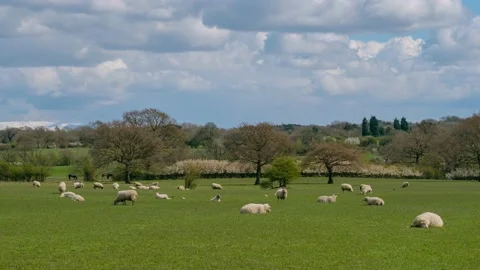 Sheep and lamb in the field Stock Footage 152313686
