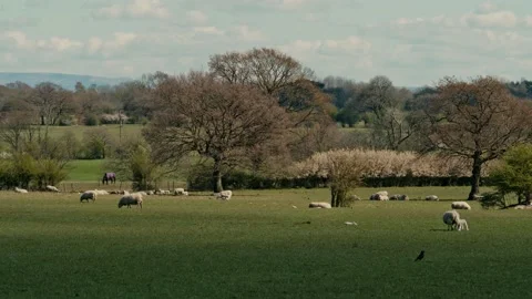 Sheep and lamb in the field Stock Footage 152394746