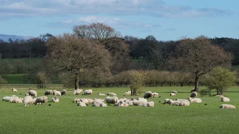Sheep and lamb in the field Stock Footage 152423566