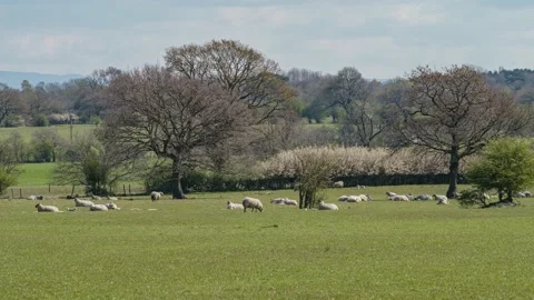Sheep and lamb in the field Stock Footage 152472191