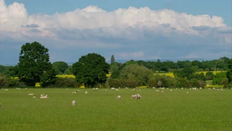 Sheep and lamb in the field Stock Footage 155253170