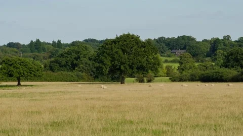 Sheep and lamb in the field Stock Footage 159798305