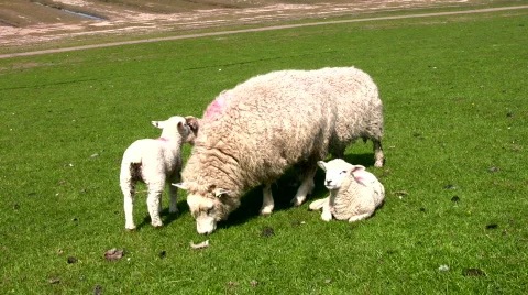 Sheep and lamb Stock Footage 640903