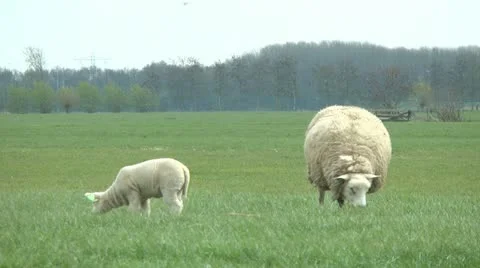 Sheep and lamb Stock Footage 10895360