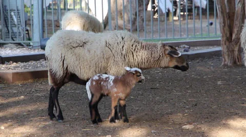 Sheep and lamb Stock Footage 22864049