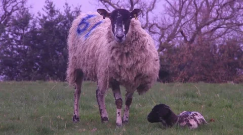 Sheep and lamb 動画素材 48868687