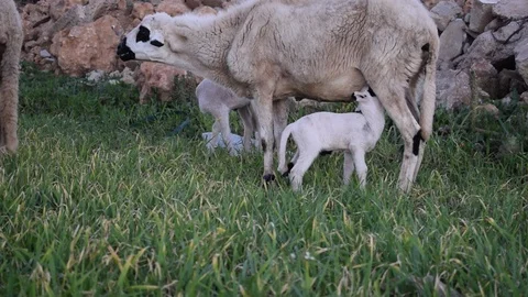 Sheep and lamb Vídeos de archivo 123957829