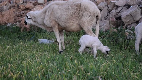 Sheep and lamb Stock Footage 123957873