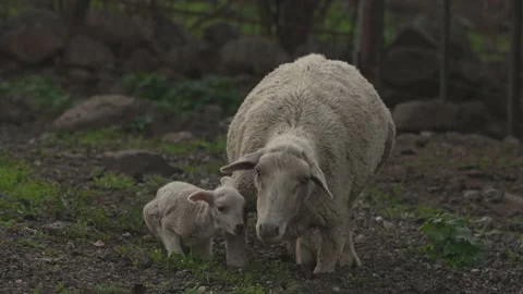 Sheep and lamb  Video stock 172201602