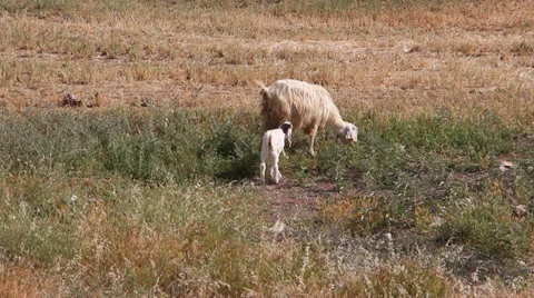 Sheep and lamb grazing Stock Footage 37601854