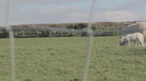 Sheep and lamb grazing Stock Footage 49015758