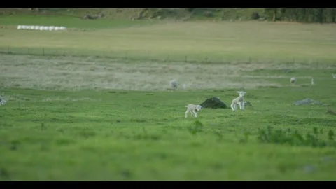 Sheep and lamb on green fields Stock Footage 270184326