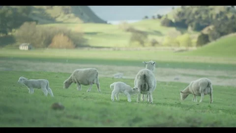 Sheep and lamb on green fields Stock Footage 270184374