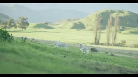 Sheep and lamb on green fields Stock Footage 270184470