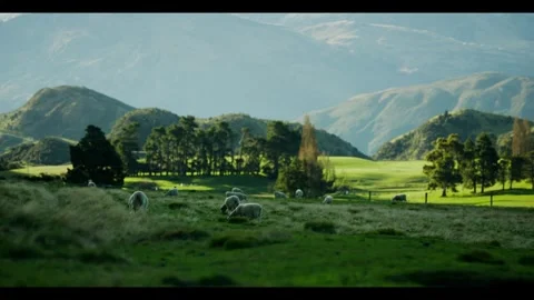 Sheep and lamb on green fields Stock Footage 270212151