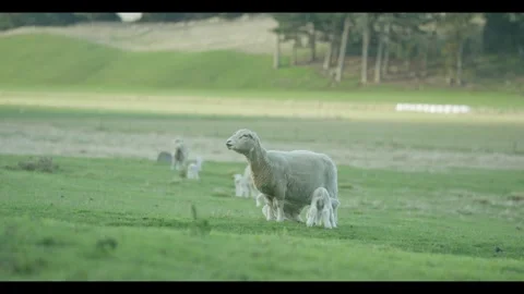 Sheep and lamb on green fields Vidéo 270212278
