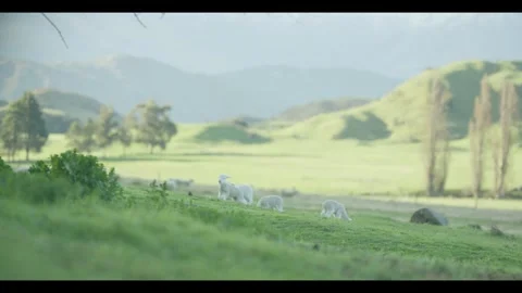 Sheep and lamb on green fields Stock Footage 270212488